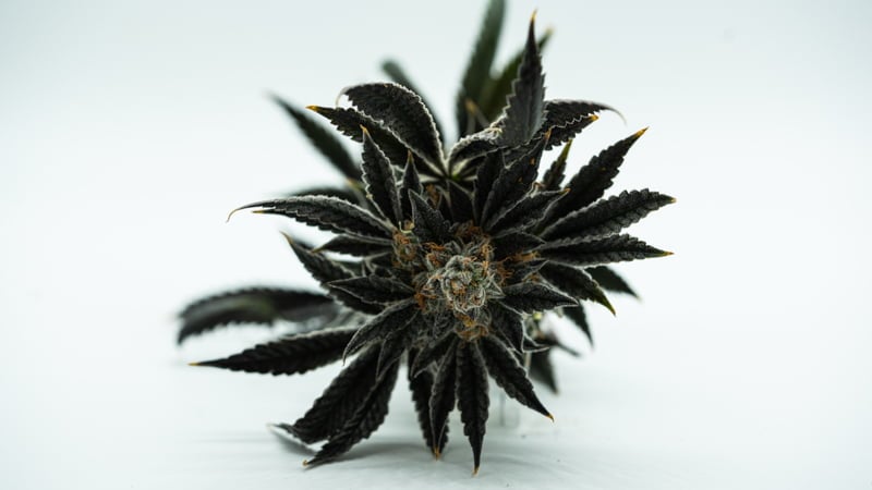 Cannabis flower on a white table