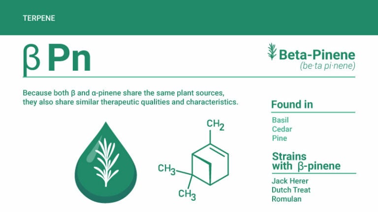 What Is Pinene Terpene? Strain, Effects & Benefits - Finest Labs