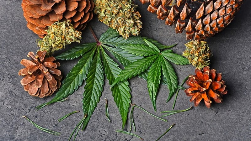 pine cone and fir needles with hemp leaves and buds on a concrete floor