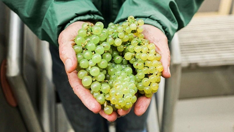 worker holding a handful green grapes for winemaking