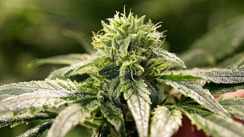 close up image of a cannabis plant 