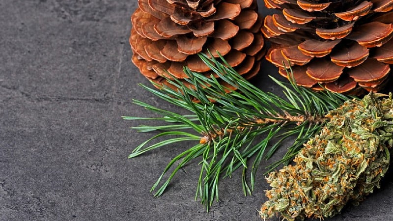 hemp bud with pine cones and fir needles on a concrete floor