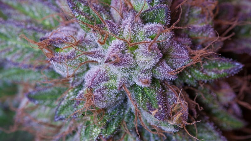 Cannabis Bud Focus Image