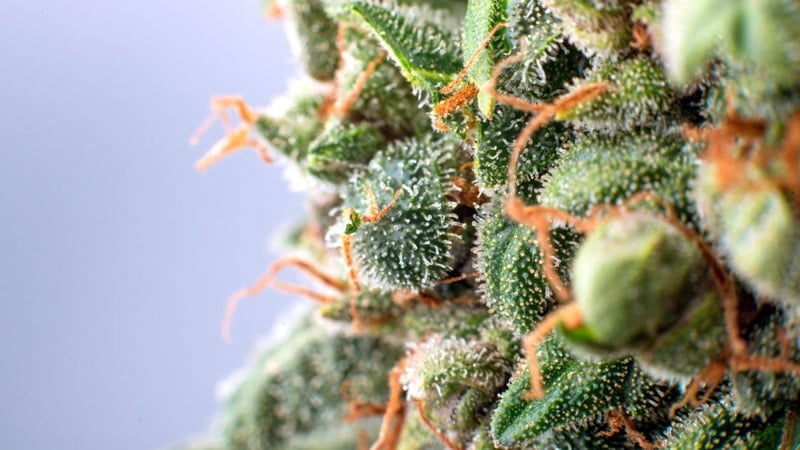 Cannabis in Focus Captured